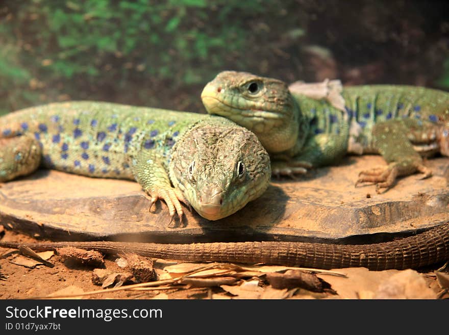 Photo of two green lizards