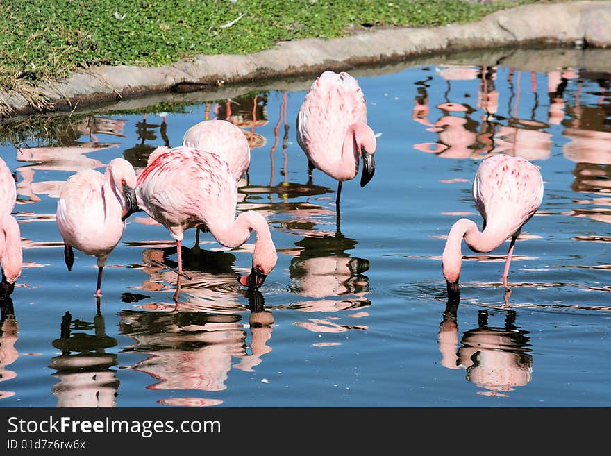 A group of flamingo's walking through water. A group of flamingo's walking through water