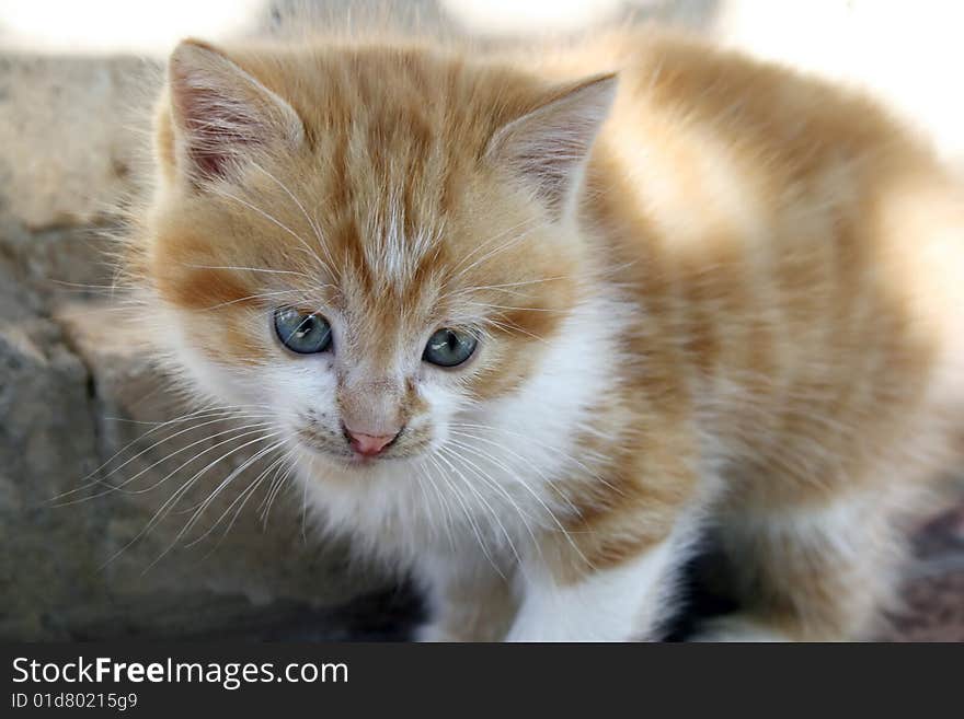 White and red kitten