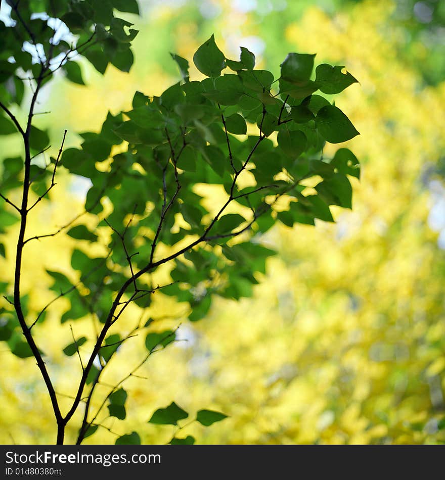 Autumn leaves and sun light