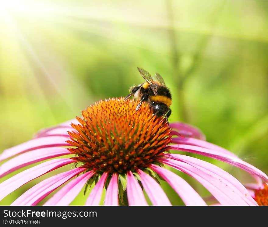 Bumblebee on a flower