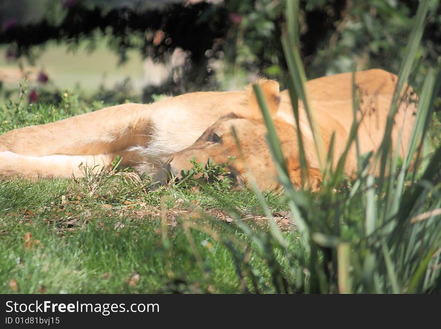 Lion Laying in grass