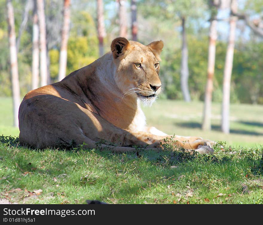 Lion Laying in grass