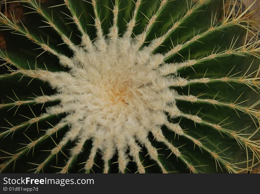 Close shot of a cactus