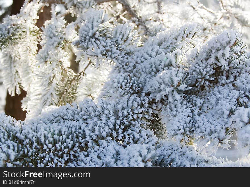 Freeze winter in snowy forest