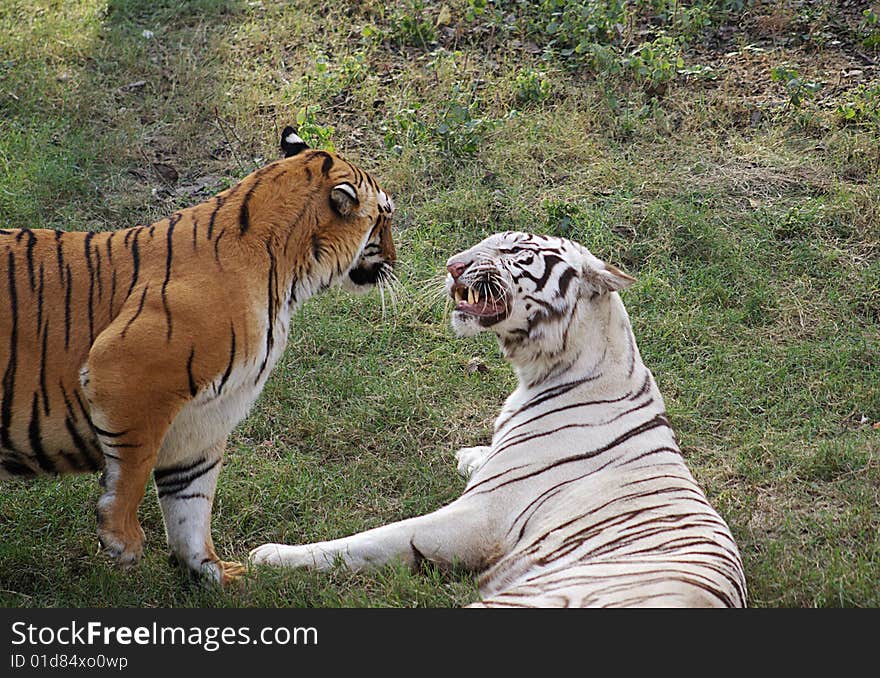 Two tigers, having a fight