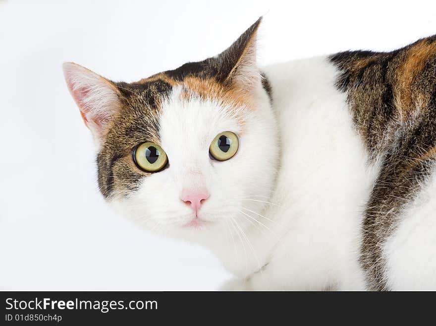 Spotted cat, isolated on white background