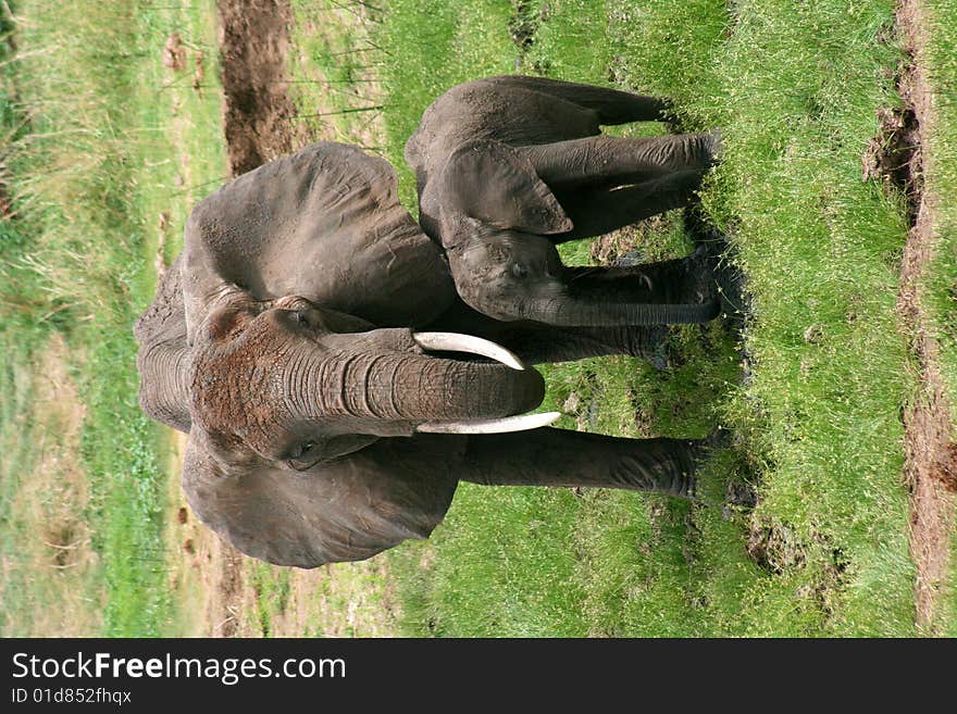 Mother and Baby Elephant