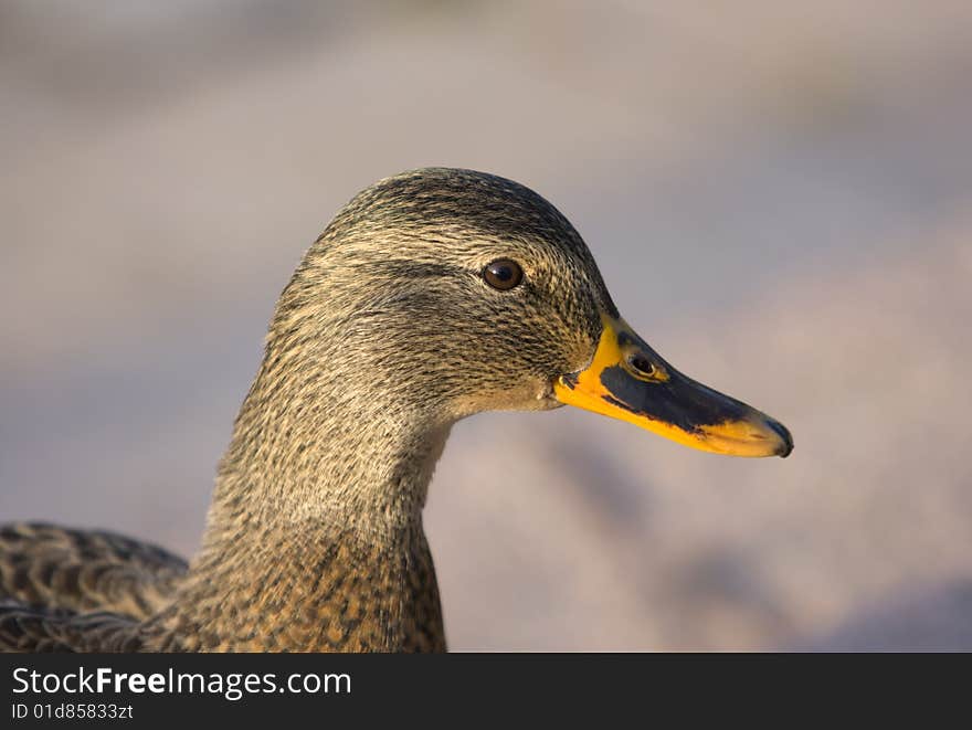 The Mallard (Anas platyrhynchos) head. Close-up. The Mallard (Anas platyrhynchos) head. Close-up