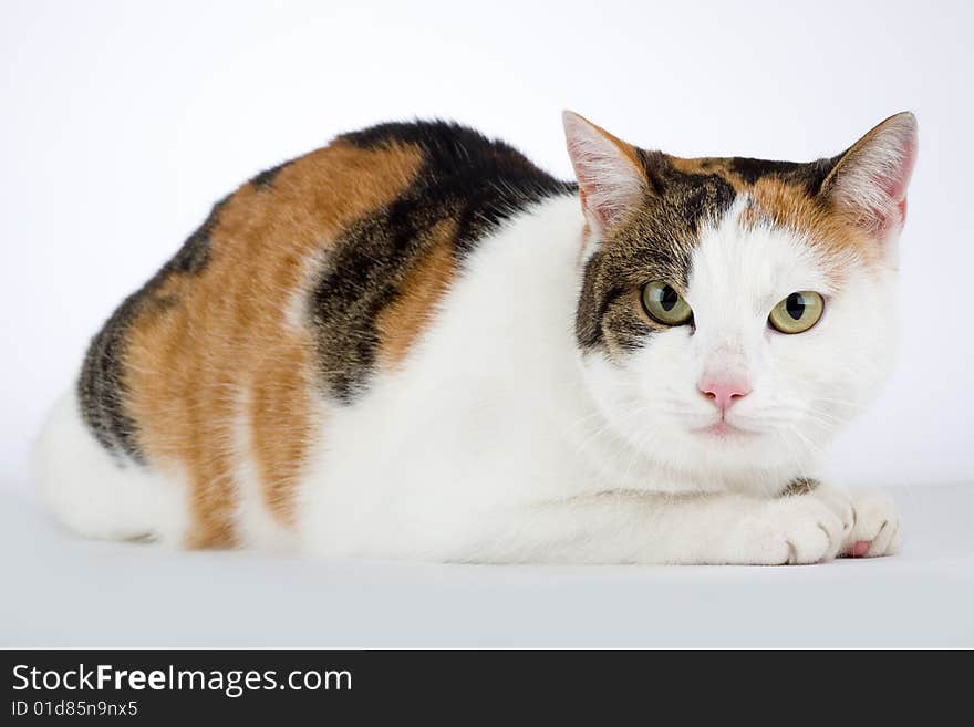 Spotted cat, isolated on white background