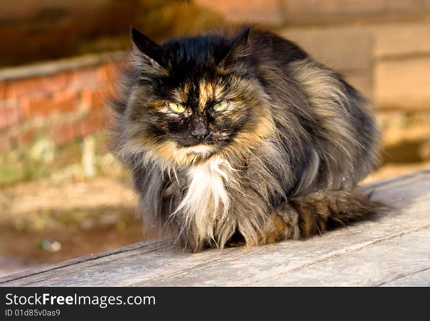 Brown tabby cat sitting on a porch of a country house. Brown tabby cat sitting on a porch of a country house