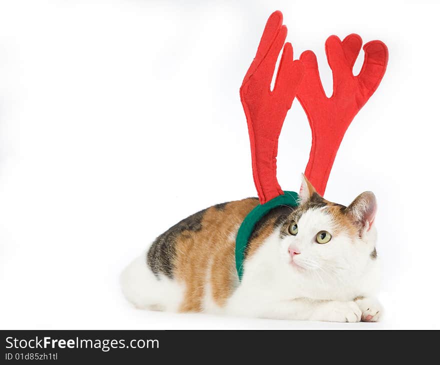 Cat dressed as a reindeer, isolated on white background