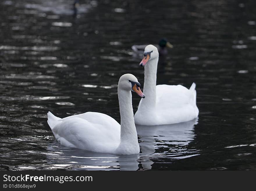 Swans pair in cold water