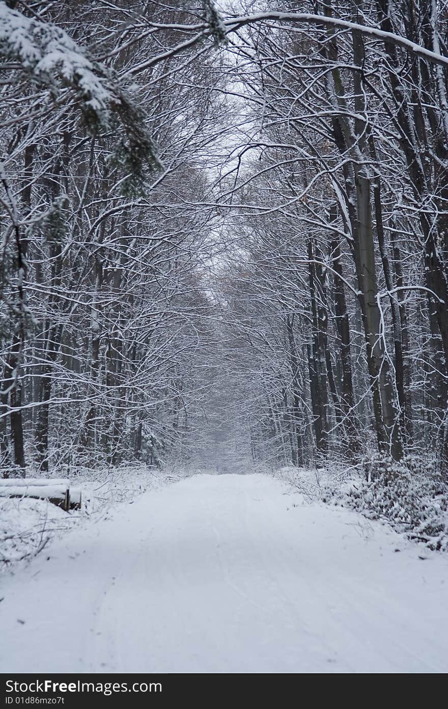 Freeze winter in snowy forest