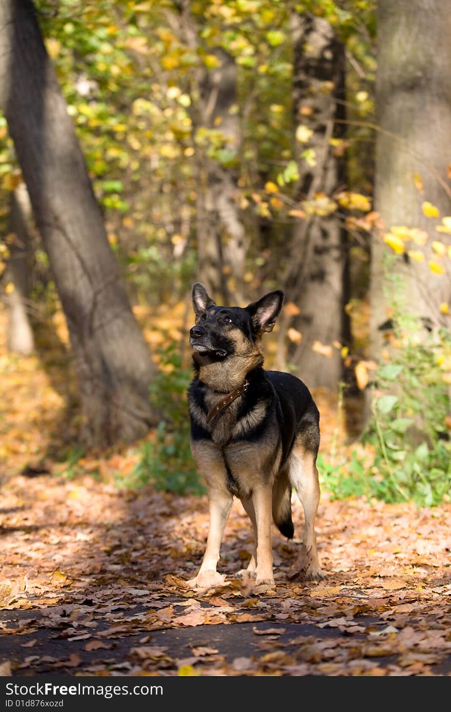 Dog looks at its master. Dog looks at its master