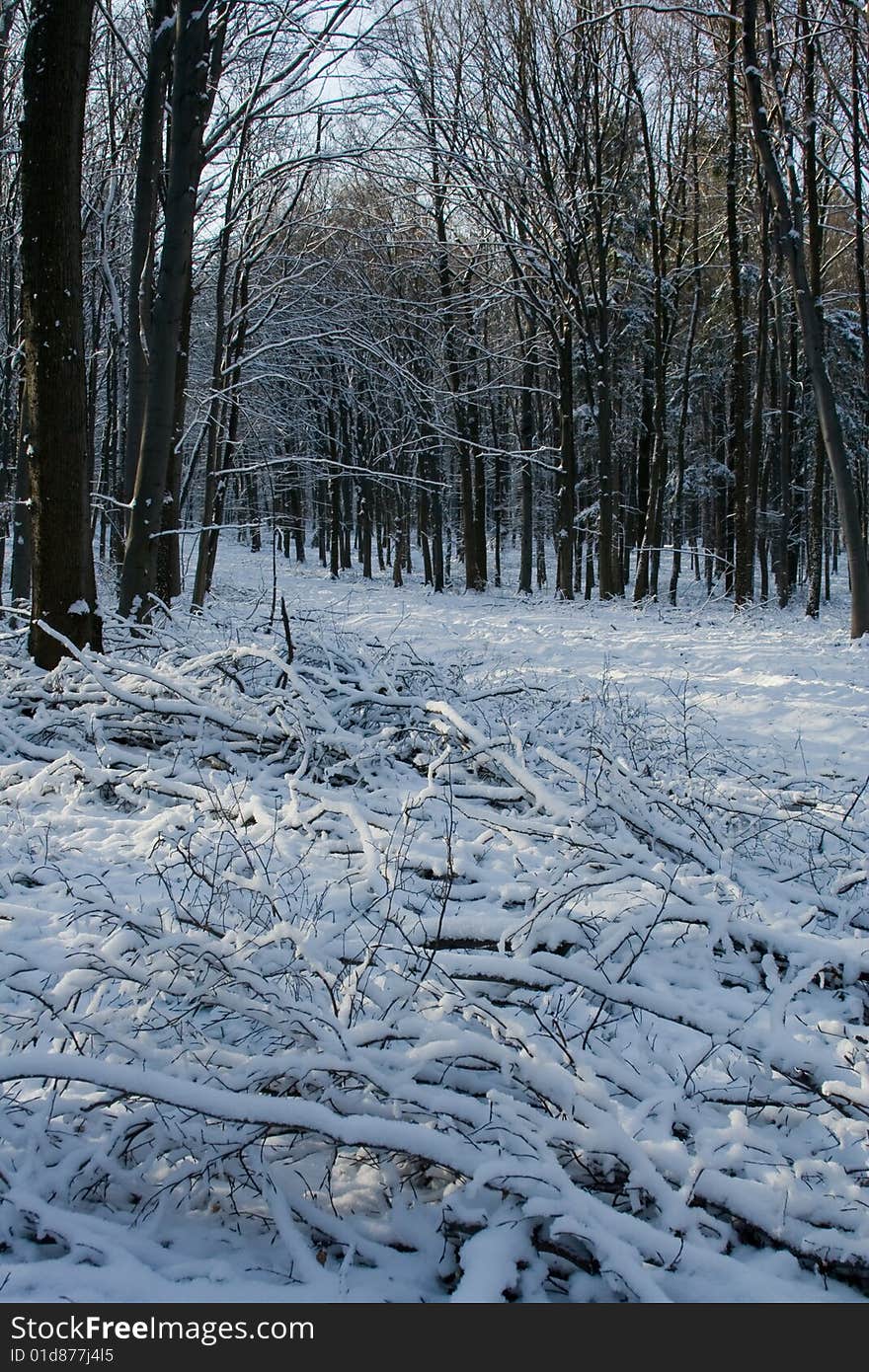 Freeze winter in snowy forest