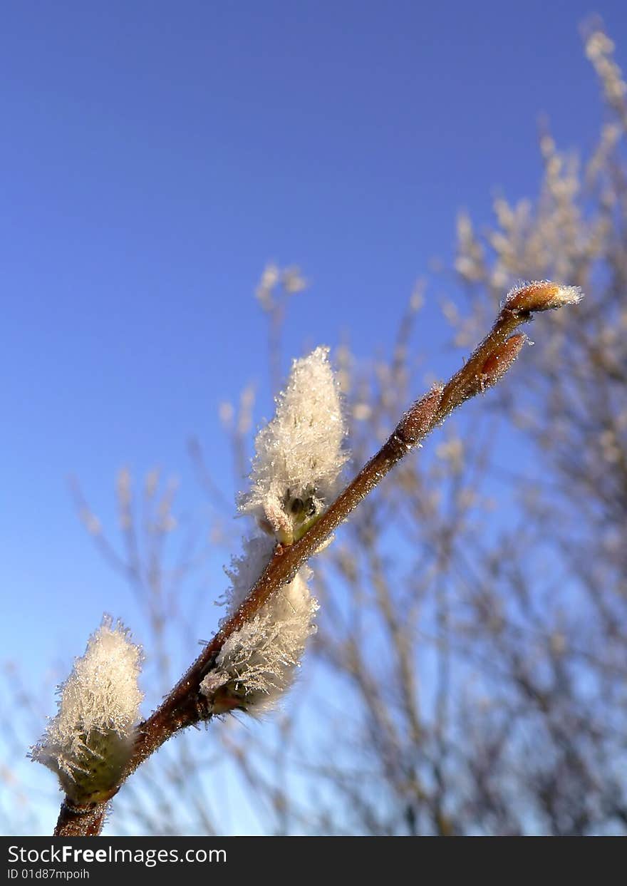 The branch of willow covered hoarfrost. The branch of willow covered hoarfrost.