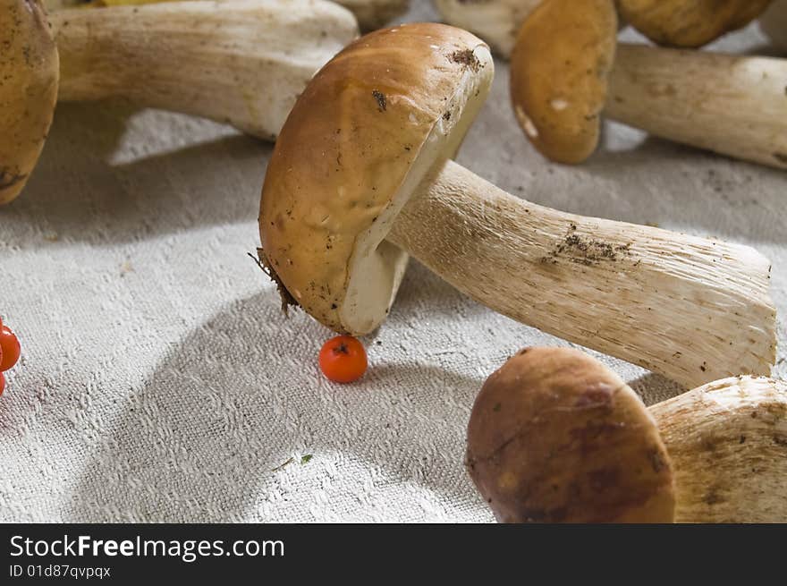 Beautiful mushroom I am a berry of wild ash. Beautiful mushroom I am a berry of wild ash