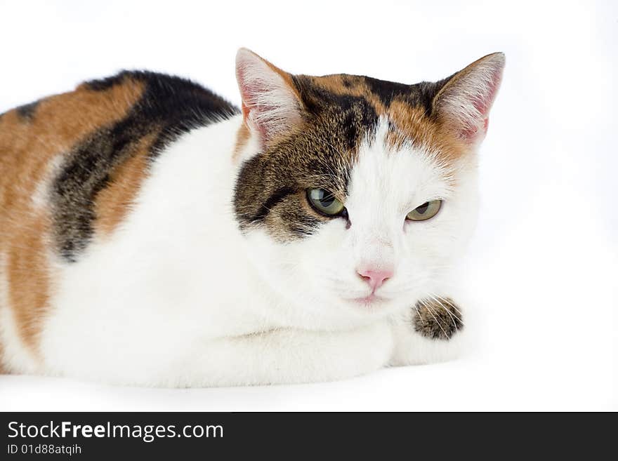 Spotted cat, isolated on white background