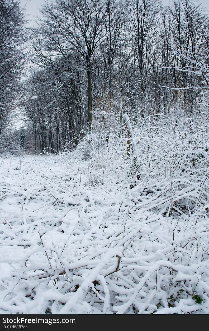 Freeze winter in snowy forest