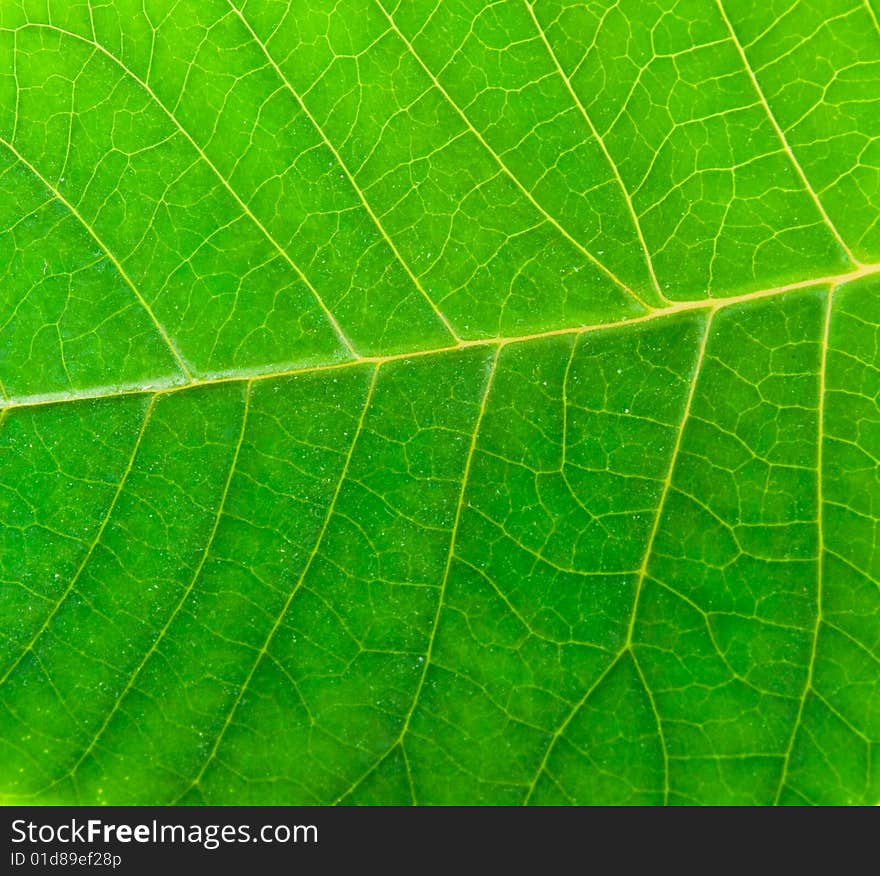 Macro green leaf on white background