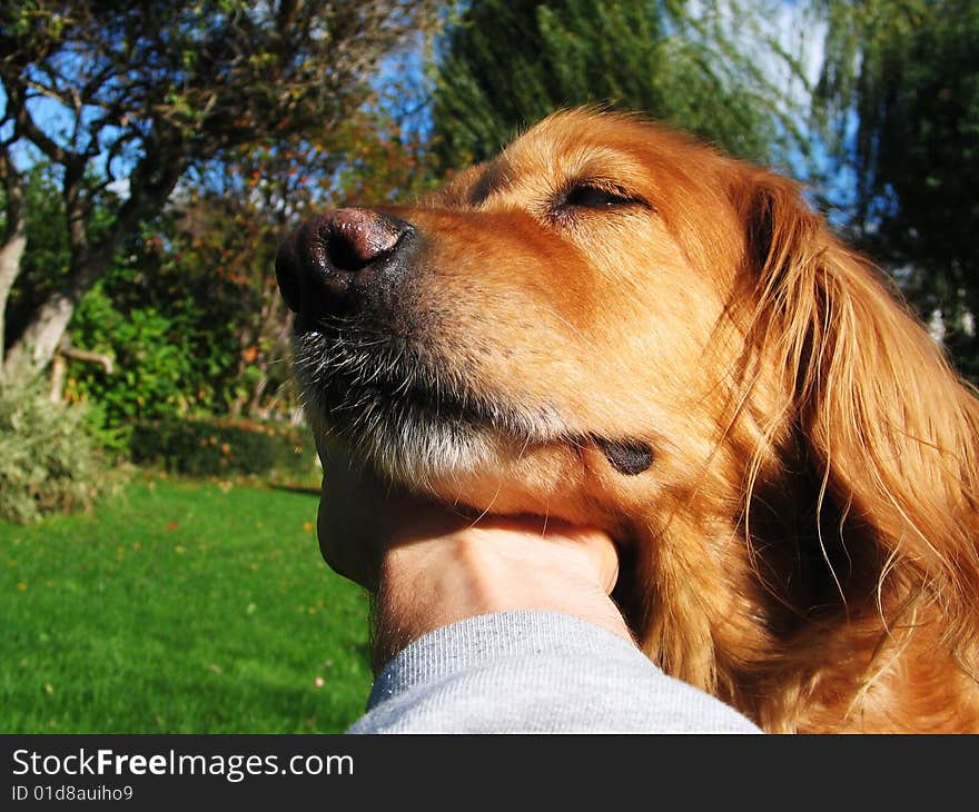 Loving dog with his master