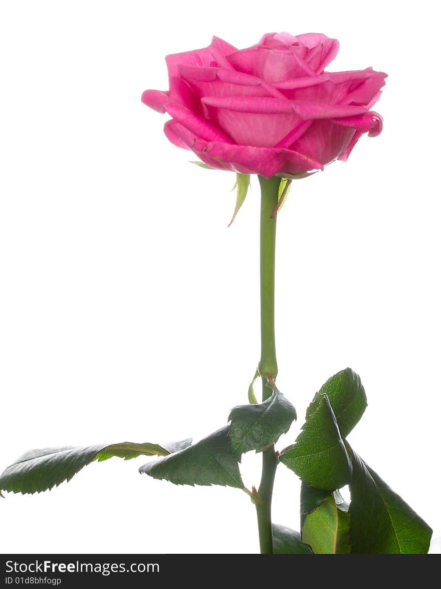 Single pink rose isolated