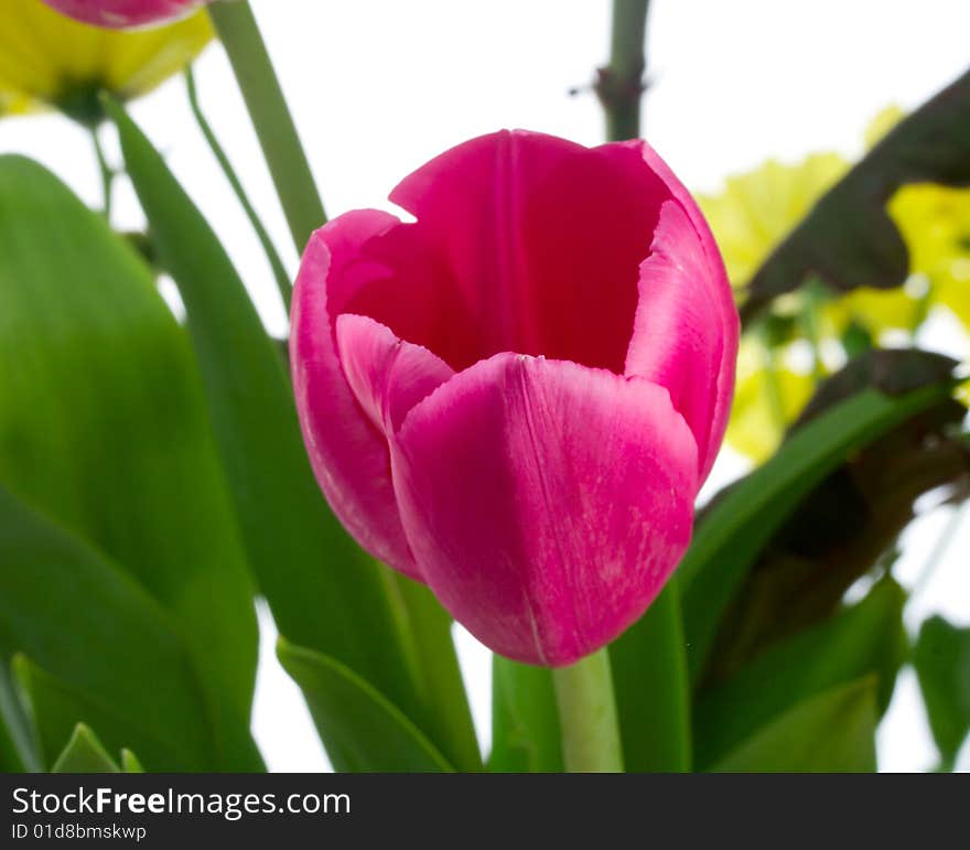 Single tulip in flowers bouquet