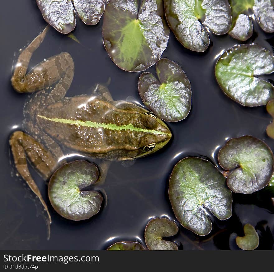 Common frog in the pond. Common frog in the pond