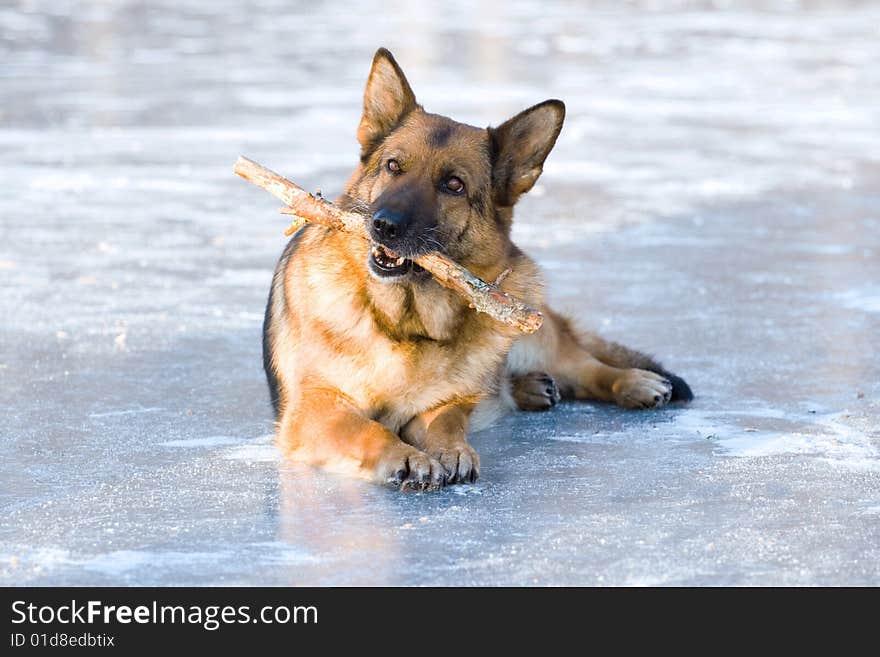 German shepherd