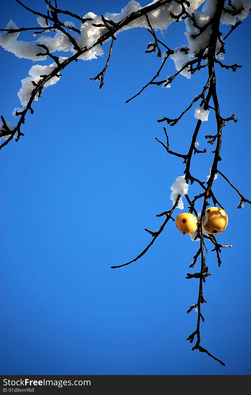 Apple hanging on a tree with snow in winter. Apple hanging on a tree with snow in winter