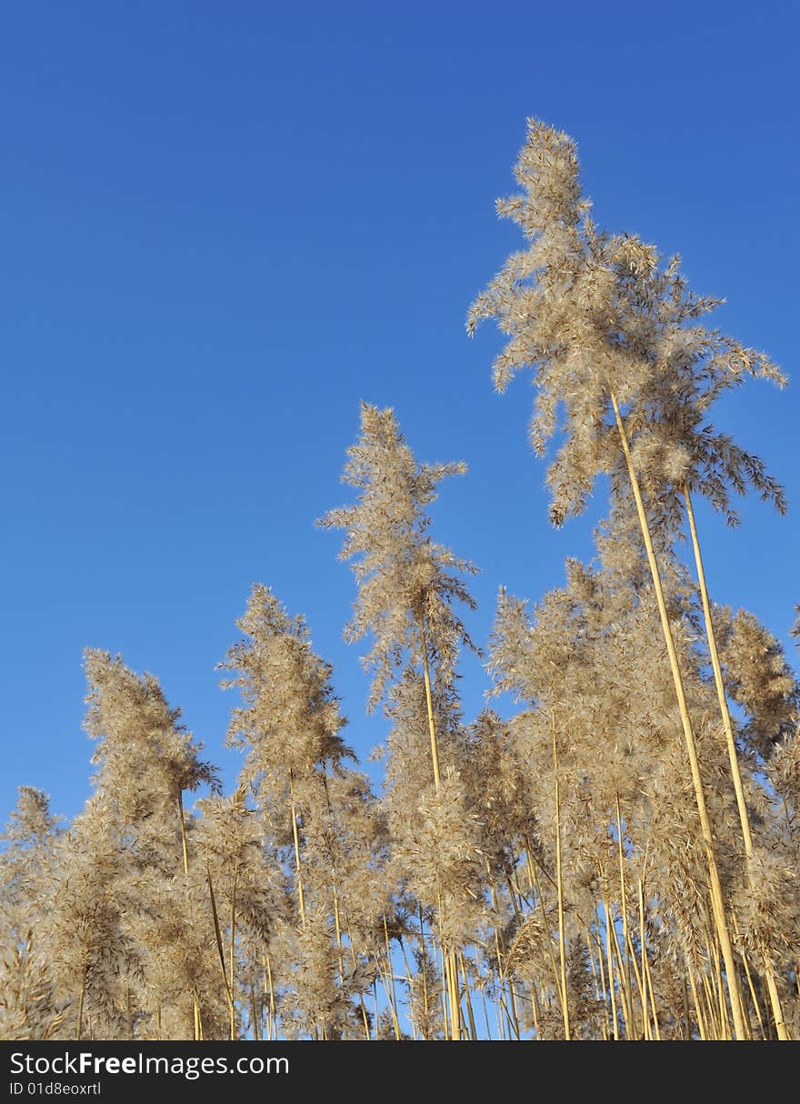 Pampas grass