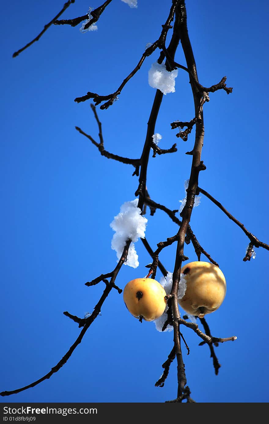 Apple hanging on a tree with snow in winter. Apple hanging on a tree with snow in winter