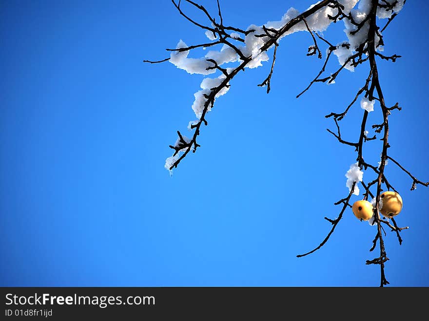 Apple hanging on a tree with snow in winter. Apple hanging on a tree with snow in winter