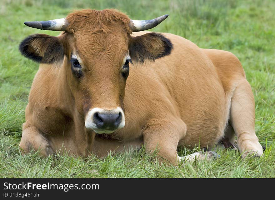 Cow sitting in field