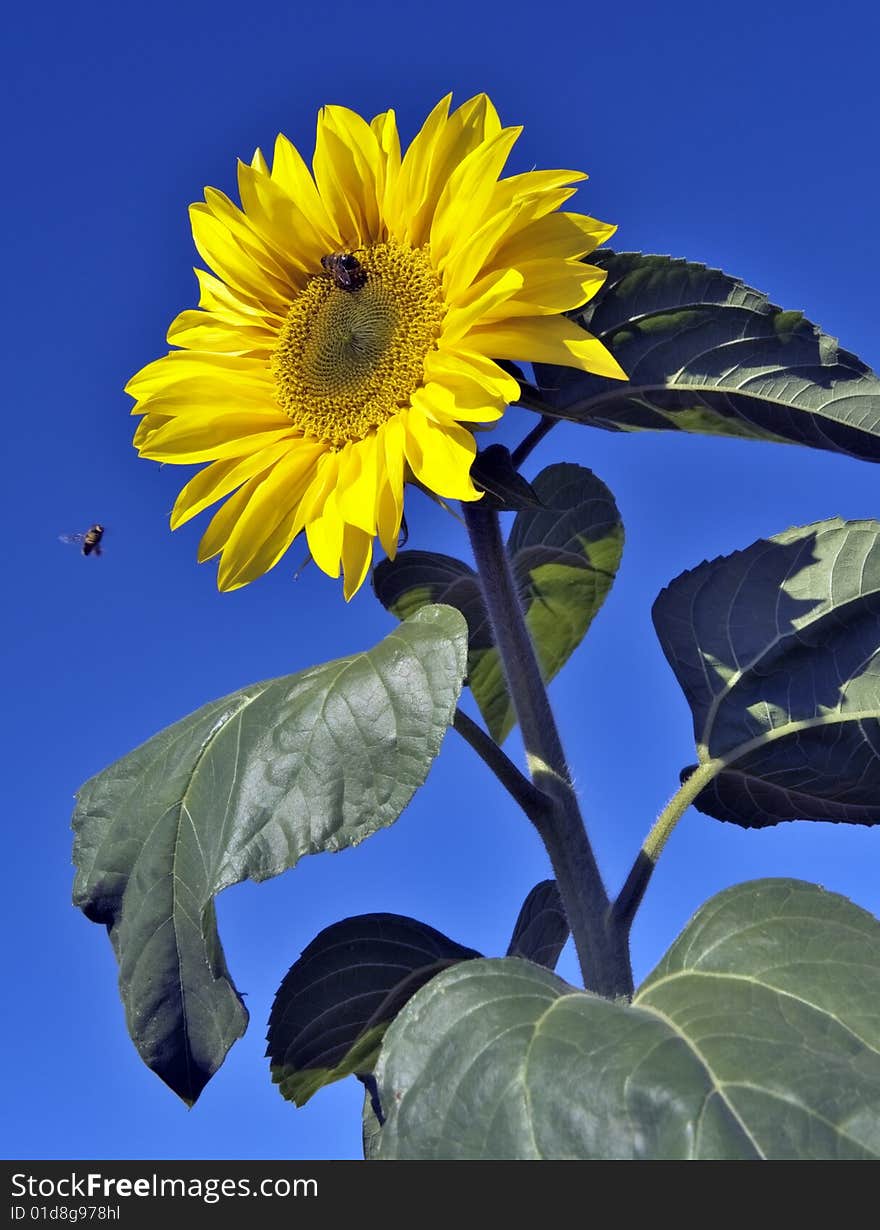 Bees on Sunflower