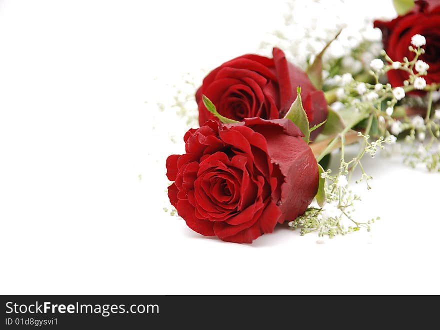 Two Red Roses isolated on white