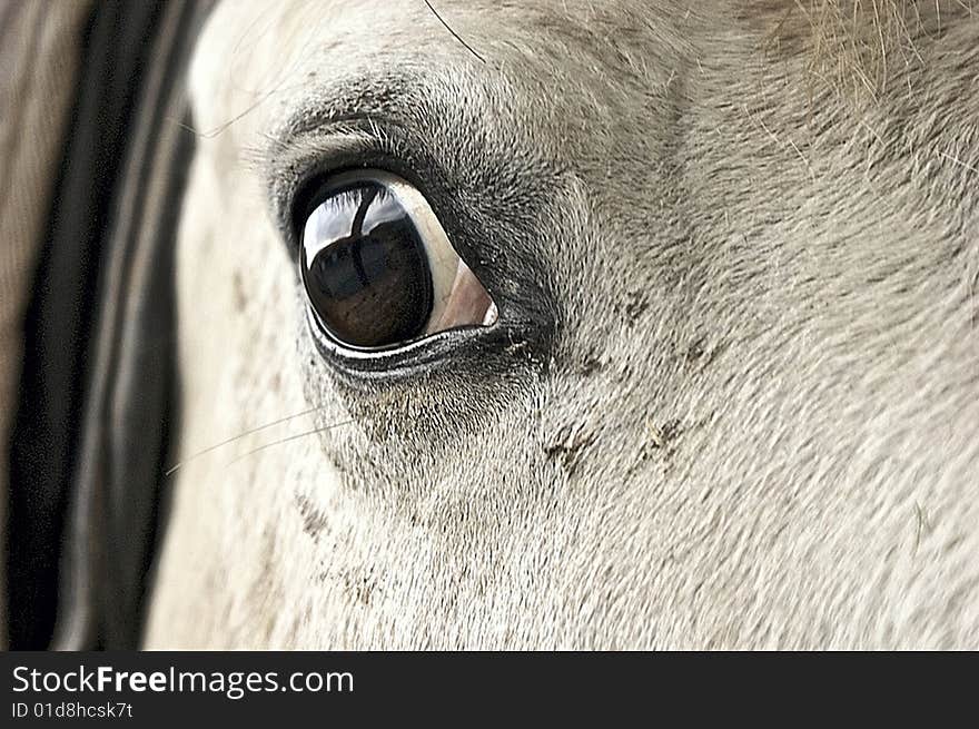 Horses Eye