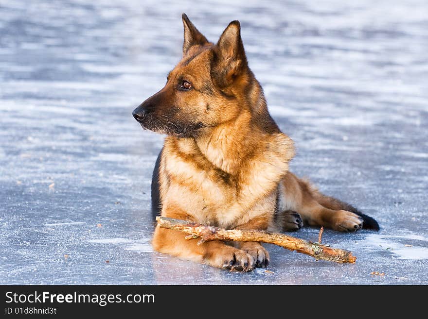 German shepherd lying on the ice