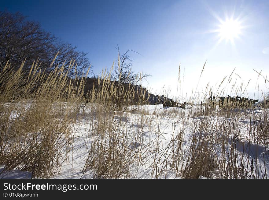 Winter scene