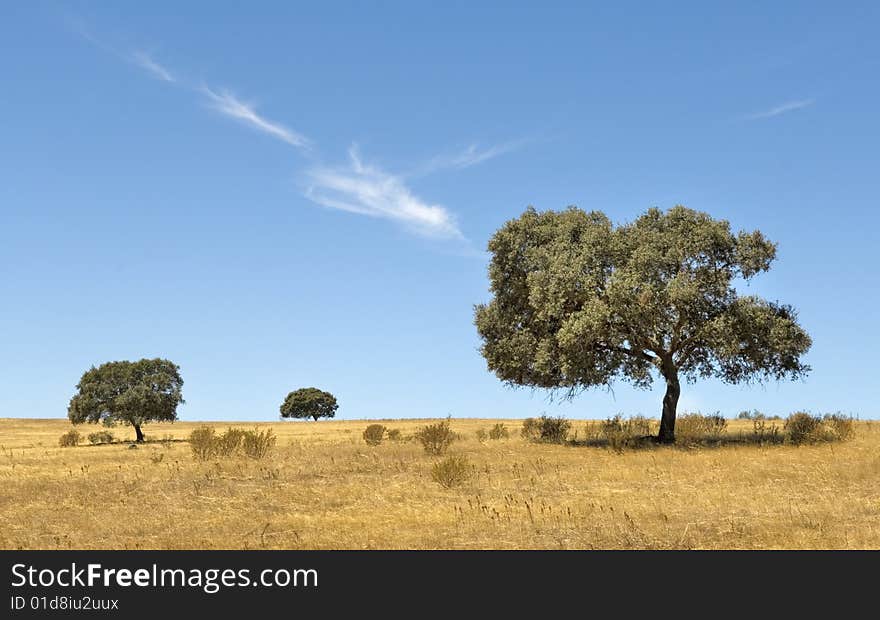 Isolated trees on dry barren landscape, Almodovar, Portugal. Isolated trees on dry barren landscape, Almodovar, Portugal