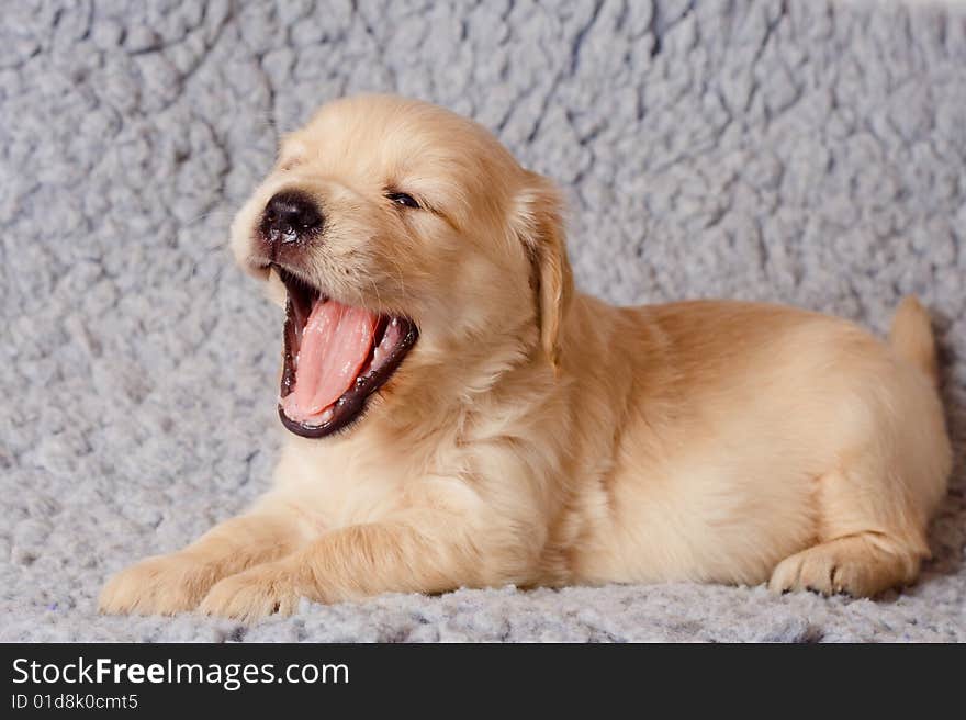 Golden retiever puppy is yawning