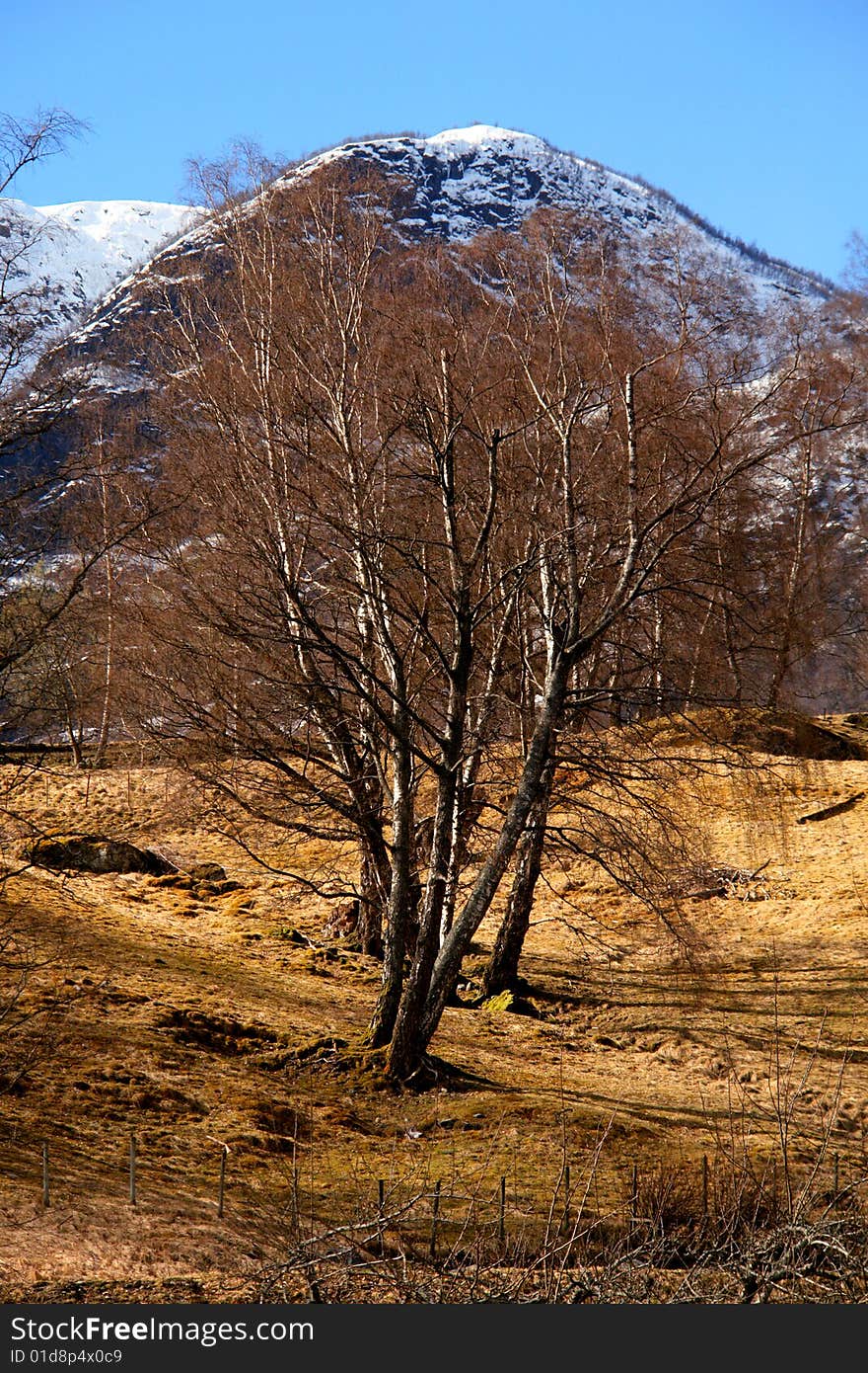 Fall Colors in Flam