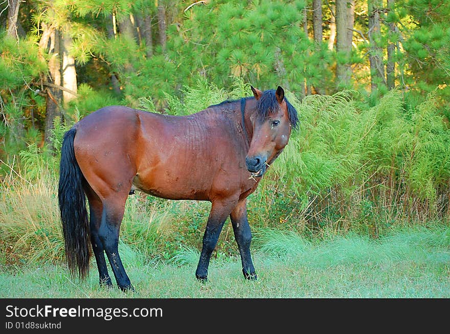 Grazing in a field on an  island. Grazing in a field on an  island