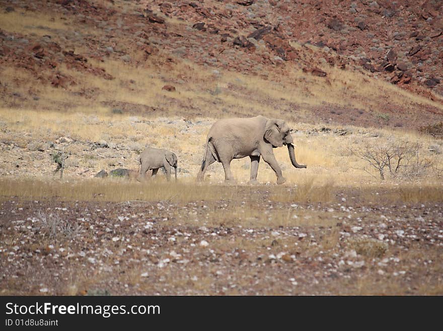 Mother And Daughter Elephant