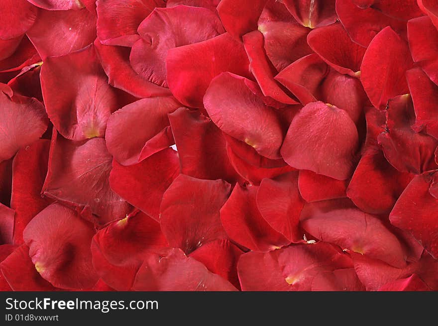 Petals of scarlet roses as background