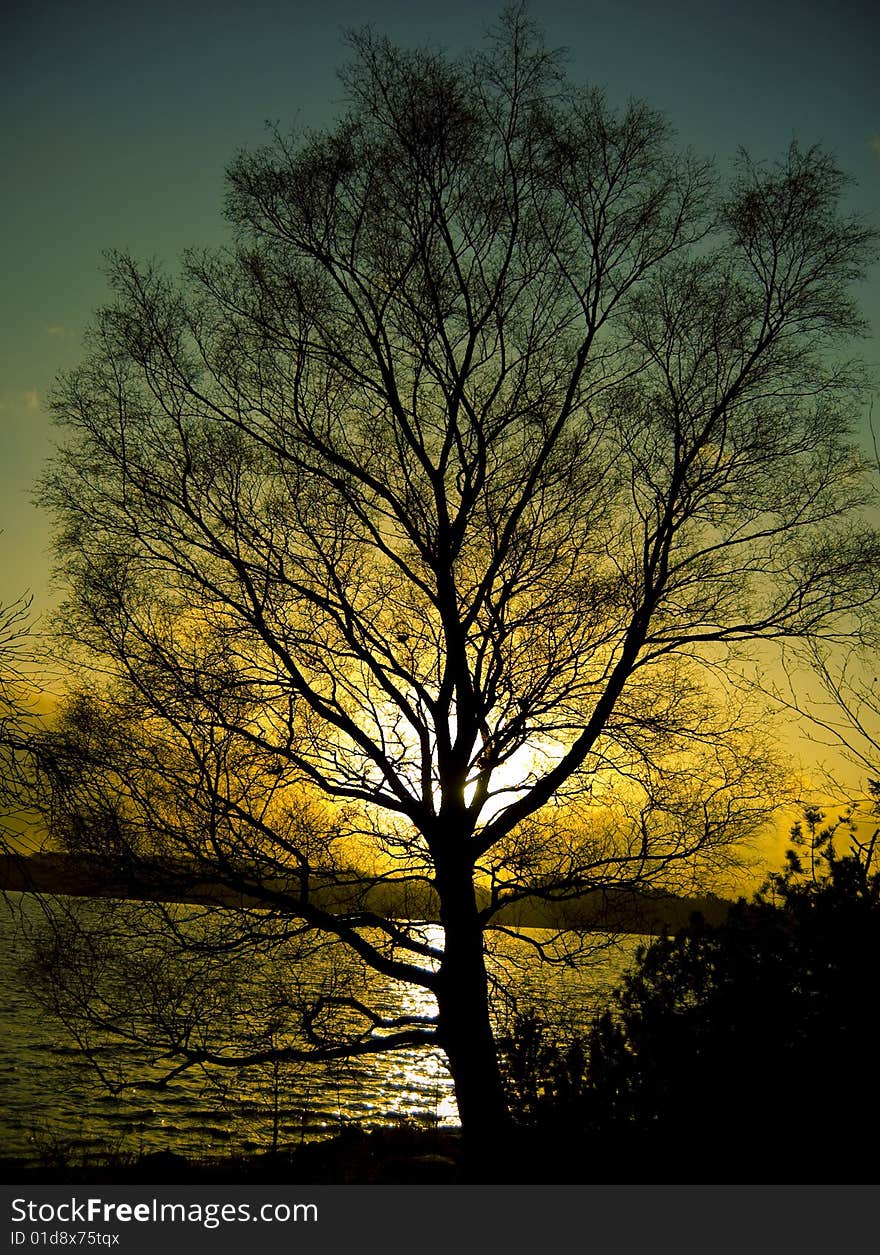 Norwegian tree silhouetted by sunset. Norwegian tree silhouetted by sunset