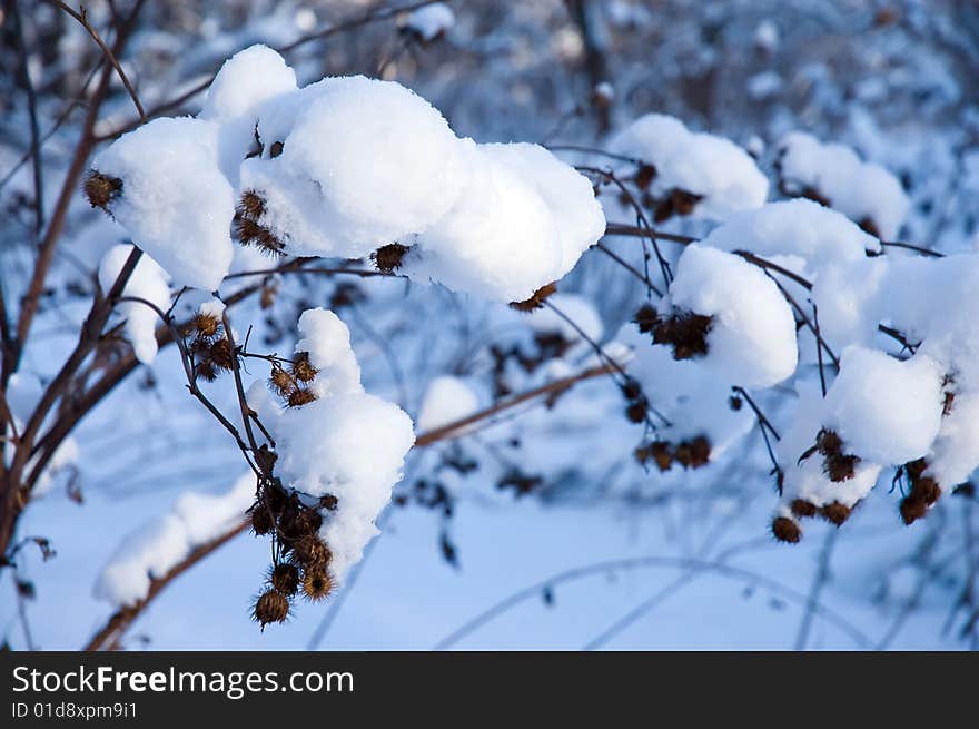 Winter forest