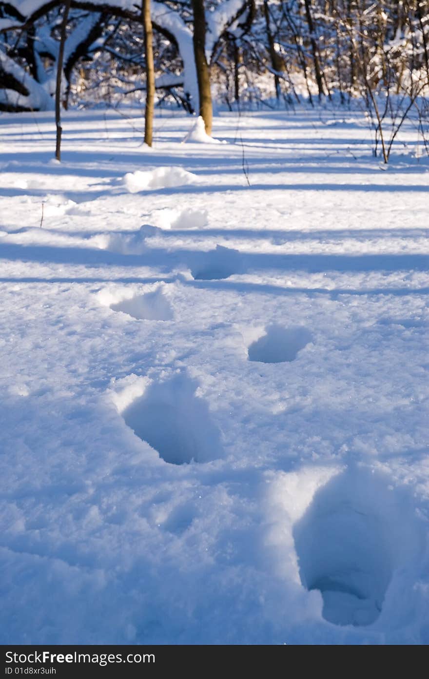 Footsteps in winter forest