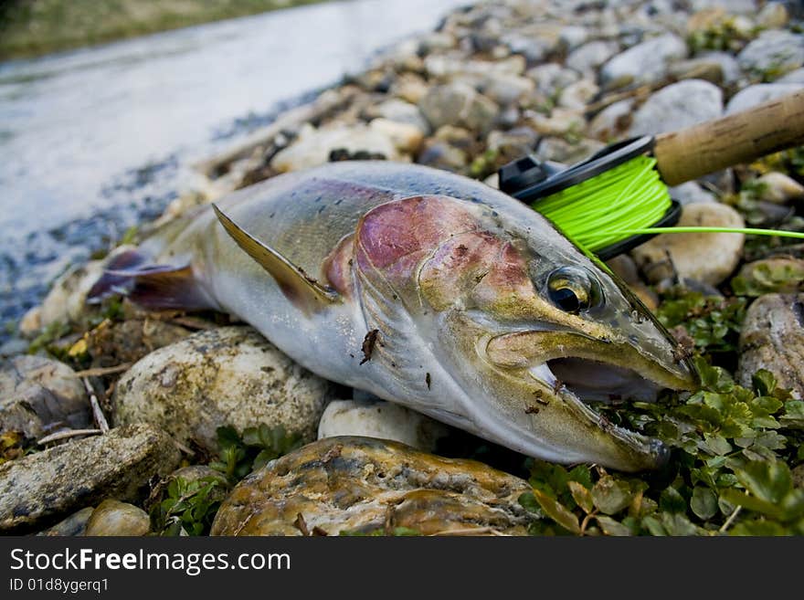 Male rainbow caought on a channel during one summer trip on a fly